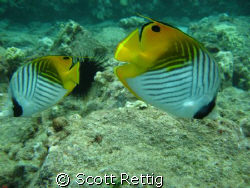 Cute Threadfin couple ! Followed us for half the dive. Maui by Scott Rettig 